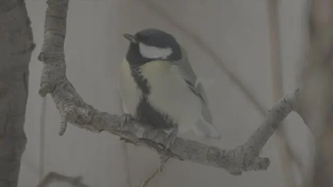 Great tit on a branch Stock Footage 246292508