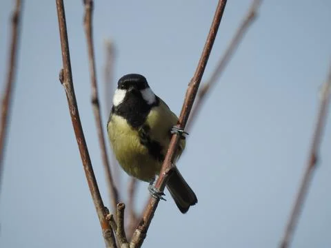 Great tit on a branch Stock Photos