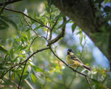 The great tit on a branch Foto stock