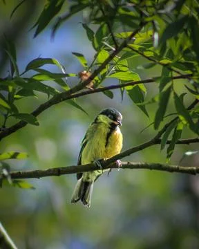 The great tit on a branch Stock Photos