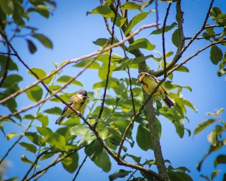 The great tit on a branch Stock Photos