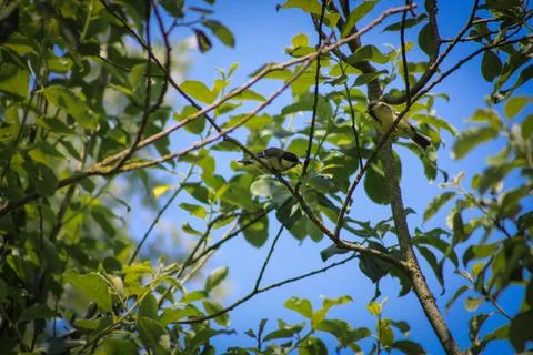 The great tit on a branch Stock Photos