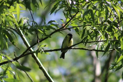 The Great Tit on a branch Stock Photos