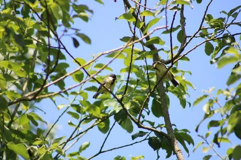 The Great Tit on a branch Stock Photos