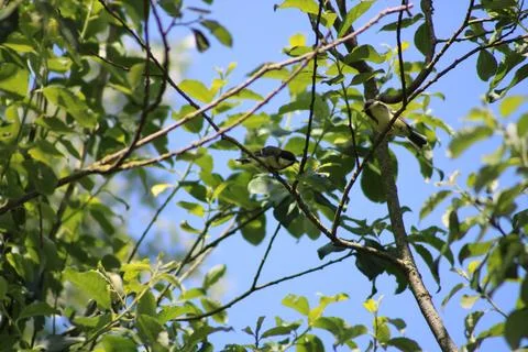 The Great Tit on a branch Stock Photos