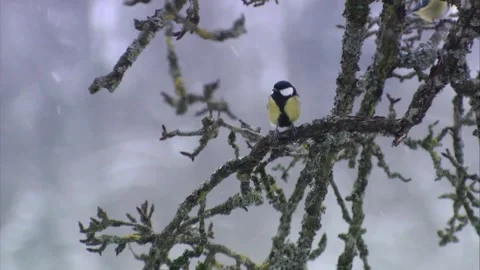 Great tit on a branch in snowfall and wind Stock Footage 288959582