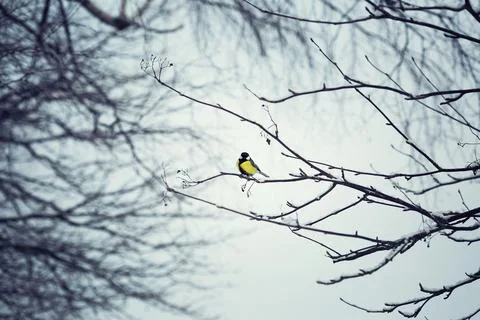Great tit on the branch tree Stock-Fotos