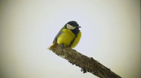 Great tit in a branch with white clean background Video stock 46900963