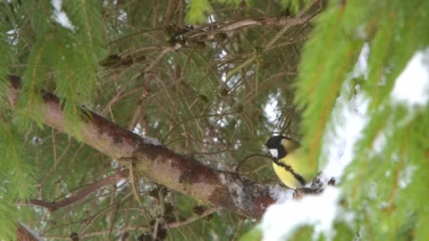 Great tit, on a branch in winter Stock Footage 238466763