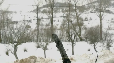 Great tit in a branch in winter time Video stock 46900755