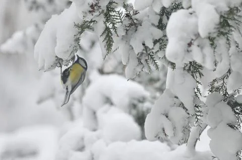 Great Tit On Brunch In Winter Stock Photos