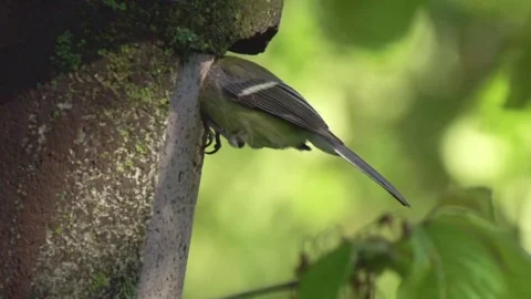 Great tit carries nesting material in nest box Stock Footage 302350553