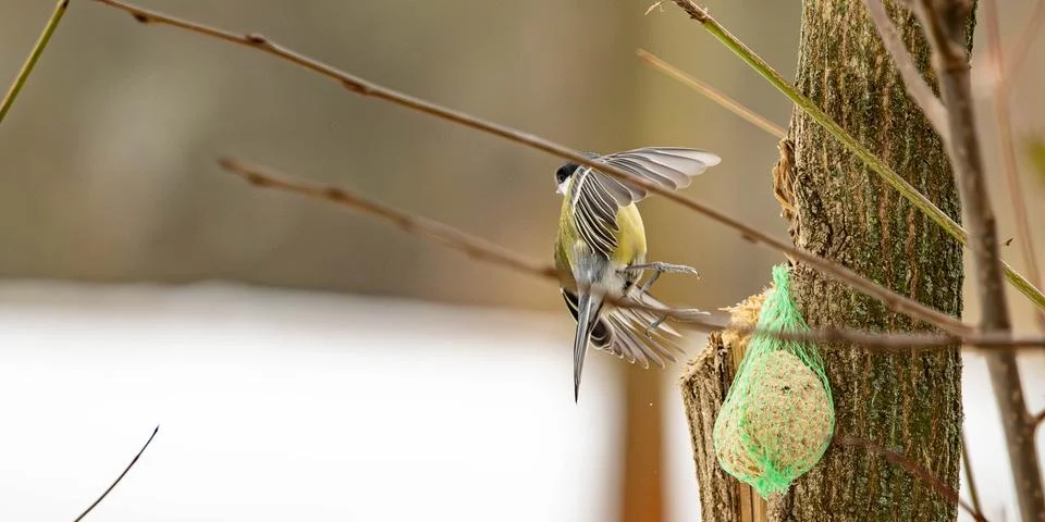 Great Tit Caught in Flight Approaching a Winter Bird Feeder Stock Photos