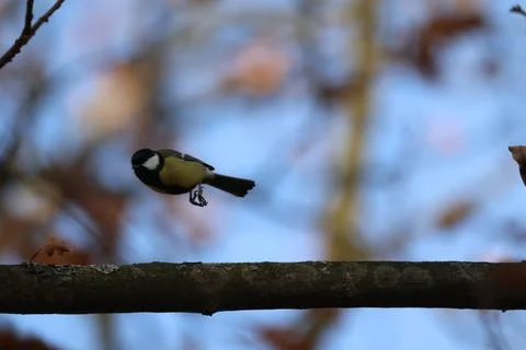 Great Tit Climbing on Tree Trunk: Colorful Parus major Garden Bird Stock Photos
