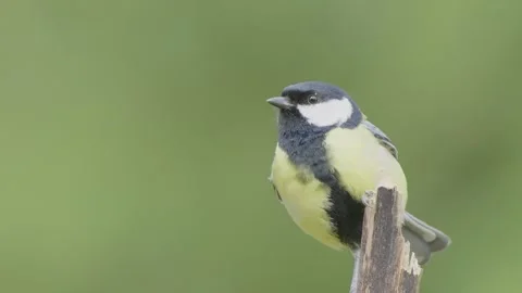 Great tit close-up of bird in slow motion, bird fly away Parus major Video stock 273083655