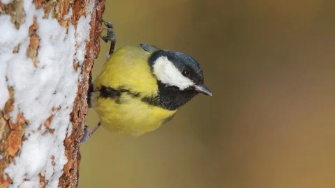 Great tit. Close-up of the feeding bird. Parus major. Video stock 85589974