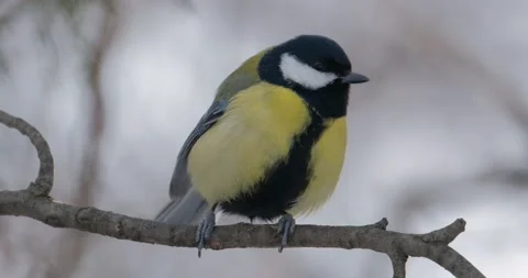 Great tit close up Stock Footage 160502251