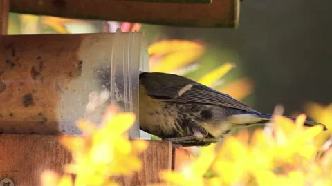Great tit close up pecks fat feed Stock Footage 194389954