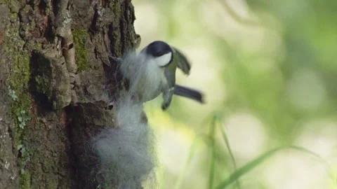 Great tit collects nesting material Stock Footage 302350580