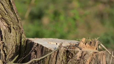 A great tit comes and flies away from the tree stump again Stock Footage 274195606