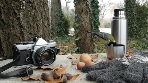 Great tit drinking water from the cup Stock Footage 142035269