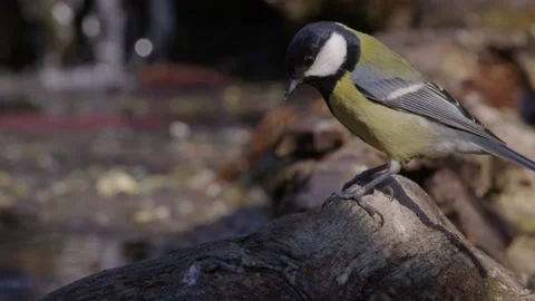 Great tit drinks, Parus major Video stock 171674357