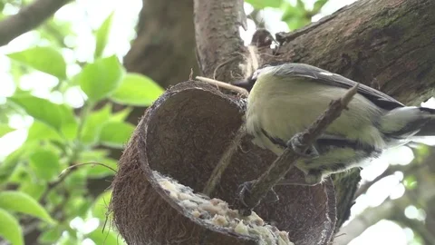 Great tit eating Stock Footage