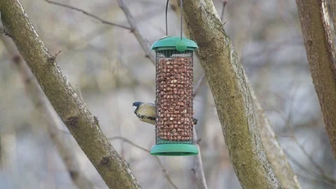 Great Tit eating nuts on a feeder near a tree branch looking around. Stock Footage