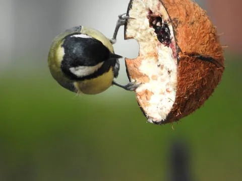 Great tit eating Stock Photos