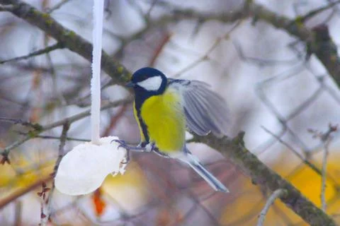 Great tit eats bacon on the wing Stock Photos