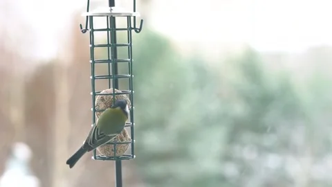 Great tit eats from bird feeder 库存影片 222419384