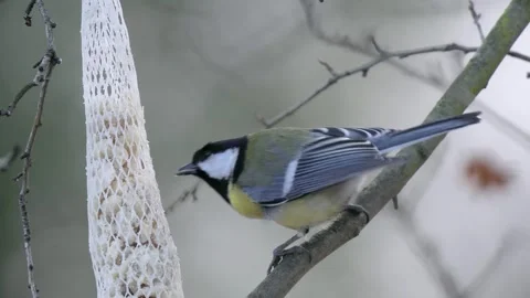 Great tit eats food in the forest in winter Stock Footage 281261781