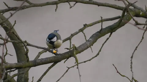 Great Tit eats food on tree branch (Parus major), careful Video stock 301549437