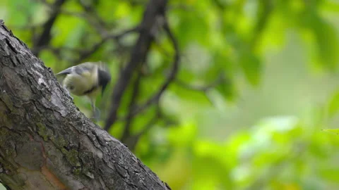 Great Tit eats food on tree (Parus major), quickly Video stock 313905564