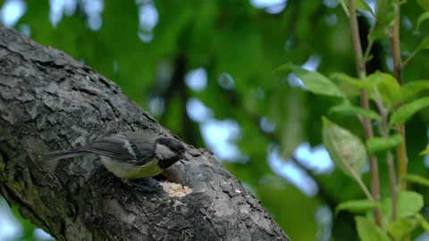 Great Tit eats food on tree (Parus major), careful Video stock 315111403