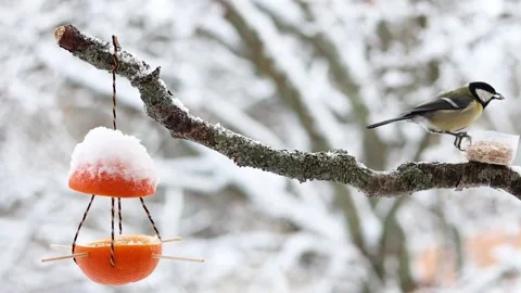 Great tit eats from a home-made bird feeder bowl and quickly flies away in sl Stock Footage 205368873