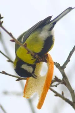 Great tit eats piece of bread Stock Photos