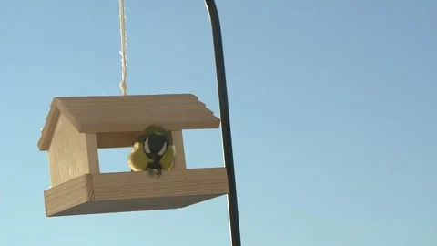 Great tit eats sunflower seed 库存影片 167655733