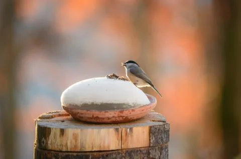Great tit eats on the trunk Stock Photos