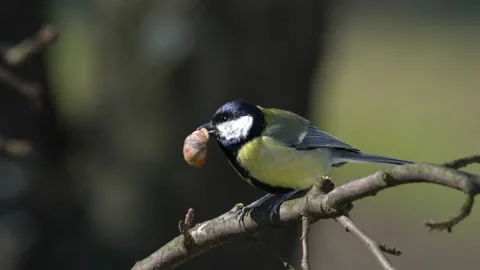 Great Tit eats walnut on a branch (Parus major), spring Stock-Footage 171684157