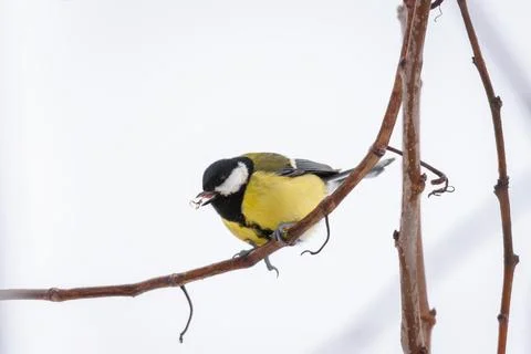 The great tit eats a wasp Stock Photos