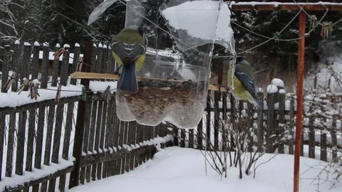 Great Tit , Eurasian blue tit , Coal tit in winter, Stock Footage 85669621