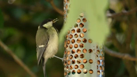 Great Tit on feeder 4k Stock Footage 93909073