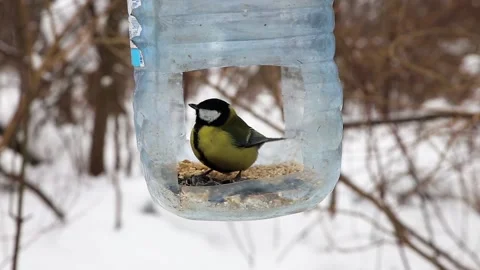 Great tit in the feeder Stock Footage 169865636