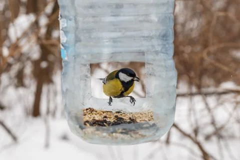 Great tit in the feeder Stock Photos