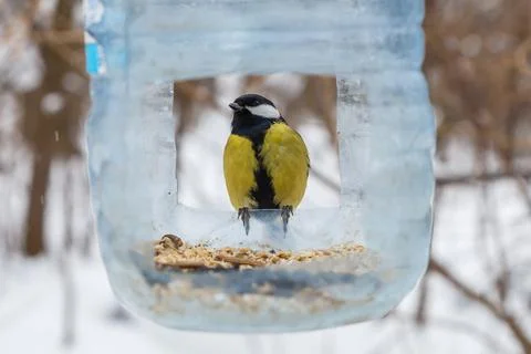 Great tit in feeder Stock Photos