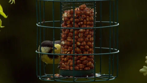 Great Tit on feeder in the rain (Close up) Stock Footage 114167038