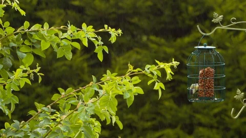 Great Tit on feeder in the rain Stock Footage 114170909