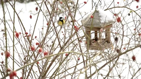 Great tit at feeder in winter. Stock Footage 45481505