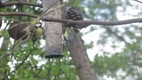 Great Tit feeding on bird feeder, RSPB Fairburn Ings Stock Footage 285616587